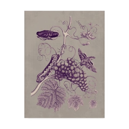 Maria S. Merian 'Nature Study In Plum & Taupe Iii' Canvas Art,14x19